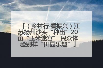 （乡村行·看振兴）江苏扬州沙头“种出”20亩“玉米迷宫” 民众体验别样“田园乐趣”